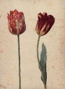 Georg Flegel, Two Tulips